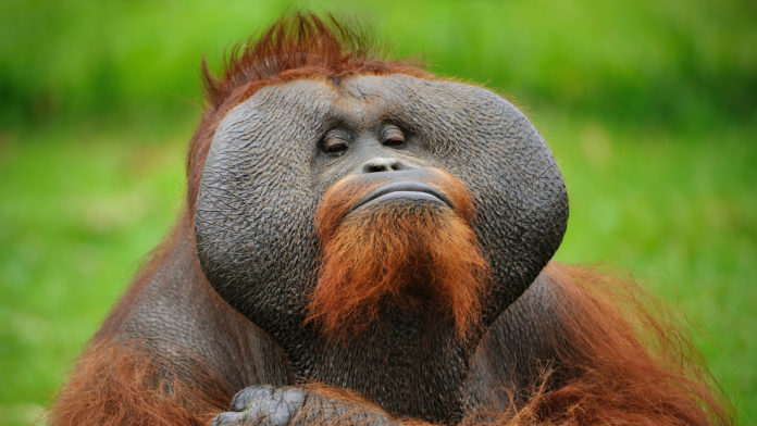 El ataque de un orangután a un hombre en un zoológico muestra el peligro de la enorme fuerza de estos simios