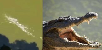 Un colombiano es atacado por un caimán en un lago de EE.UU. y todo queda grabado en video