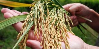 el precio del arroz puede dispararse a causa de la restricción impuesta por la India a las exportaciones