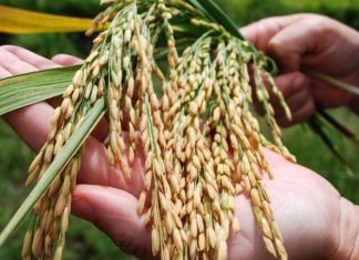 el precio del arroz puede dispararse a causa de la restricción impuesta por la India a las exportaciones