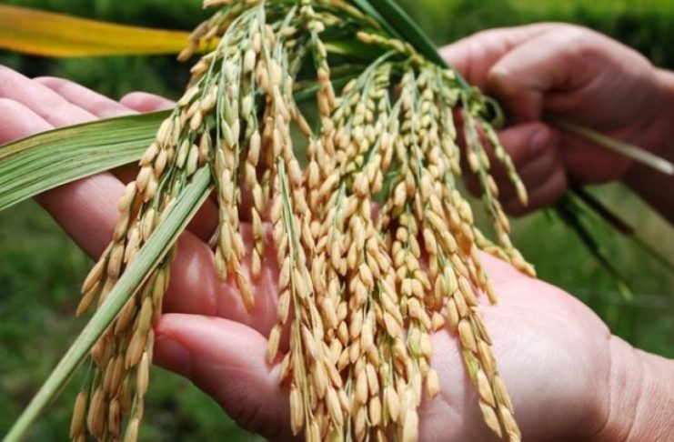 Advierten que el precio del arroz puede dispararse el precio del arroz puede dispararse a causa de la restricción impuesta por la India a las exportaciones