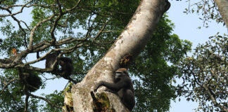 Científicos reportan la primera evidencia de relaciones sociales entre chimpancés y gorilas