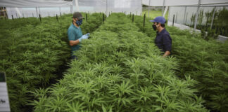 ¿Hacia la legalización del cannabis recreativo? Así es la nueva propuesta presentada en Colombia
