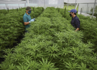 Nueva propuesta en Colombia de la legalización del cannabis recreativo ¿Hacia la legalización del cannabis recreativo? Así es la nueva propuesta presentada en Colombia