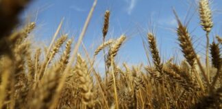El precio del trigo sube un 5 % tras ataques de misiles a Ucrania