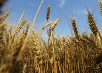 El precio del trigo sube un 5 % tras ataques de misiles a Ucrania El precio del trigo sube un 5 % tras ataques de misiles a Ucrania