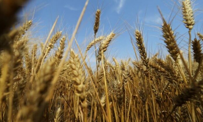 El precio del trigo sube un 5 % tras ataques de misiles a Ucrania