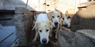 + de 70 perros rescatados por las autoridades mexicanas