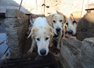 Mas de 70 perros en México son rescatados que presuntamente eran sacrificados para consumo humano + de 70 perros rescatados por las autoridades mexicanas