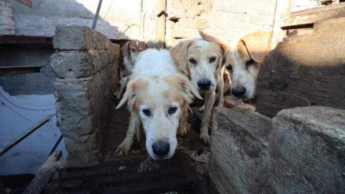 + de 70 perros rescatados por las autoridades mexicanas + de 70 perros rescatados por las autoridades mexicanas