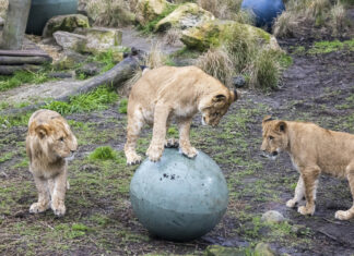 Cinco leones se escapan de su recinto en un zoológico de Australia Imagen Ilustrada