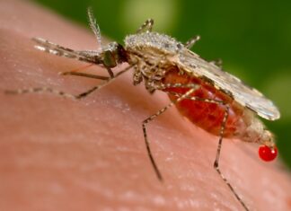 Nueva amenaza en África por brote de malaria de un mosquito Imagen Ilustrada