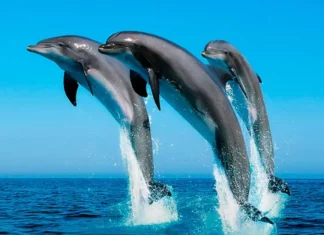 Inician búsqueda de delfines dejados en mar abierto después de 10 años en cautiverio Imagen Ilustrada