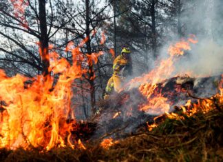 Incendios forestales y altas temperaturas azotan Chile Imagen Ilustrada