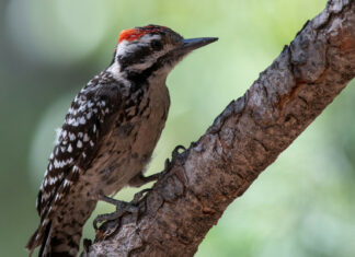 Un pájaro carpintero llena las paredes de una casa con más de 300 kilos de bellotas