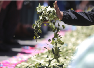Colombia solicitará a la ONU avalar uso lícito de la hoja de coca