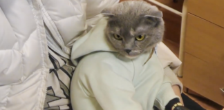 Detienen en Rusia a una mujer que ocultaba droga con un gato vestido de bebé