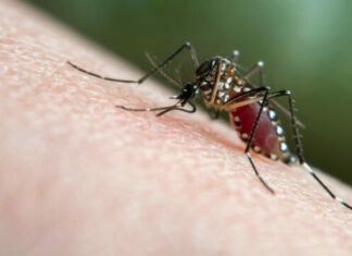 Rusia y Nicaragua crean una vacuna contra el dengue
