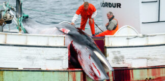 Islandia suspende la caza de ballenas