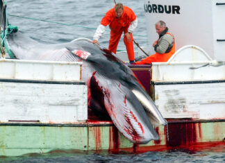 Islandia suspende la caza de ballenas