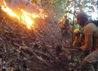 Bomberos forestales trabajan para extinguir incendio registrado en Saltos de Jima