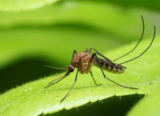 Rusia acusa a EE.UU de tratar de crear un ejercito de mosquitos para transmitir enfermedades Imagen Ilustrada