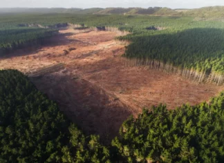 La Amazonía perdió 21 árboles por segundo en 2022, según un estudio