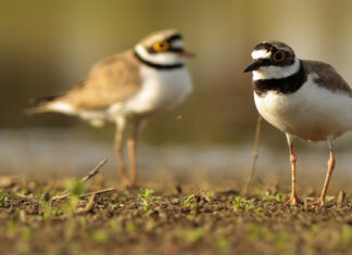 Descubren que las aves se ‘divorcian’ por la promiscuidad de los machos