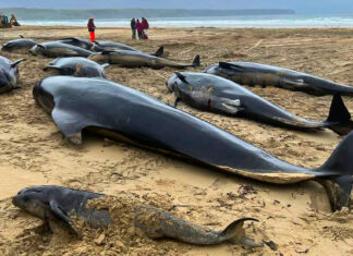 Más de 50 ballenas piloto mueren varadas en una playa escocesa