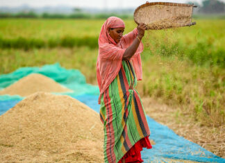 India impone restricciones a la exportación de arroz Imagen Ilustrada