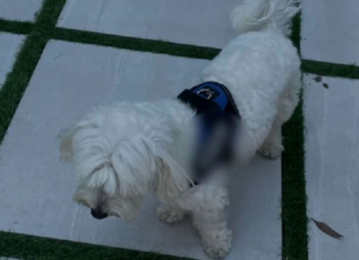 Un perro delata la ubicación de un jefe de la mafia italiana prófugo