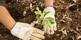 Sesderma Dominicana comprometida con la conservación del medio ambiente y la lucha contra el cambio climático, se sumó al Plan Nacional de Reforestación y Restauración 2023-2024 que ejecuta el Ministerio de Medio Ambiente y Recursos Naturales en todo el territorio nacional.