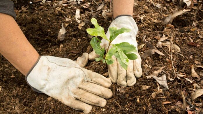 Sesderma Dominicana comprometida con la conservación del medio ambiente y la lucha contra el cambio climático, se sumó al Plan Nacional de Reforestación y Restauración 2023-2024 que ejecuta el Ministerio de Medio Ambiente y Recursos Naturales en todo el territorio nacional.
