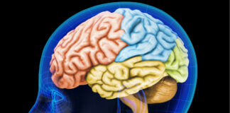 Un equipo de científicos ha desarrollado una nueva técnica que combina la tecnología de organoides y la genética para examinar los efectos que tienen las mutaciones múltiples en el cerebro humano, clave para identificar células vulnerables y redes genéticas vinculadas a los trastornos del espectro autista (TEA), según un estudio publicado este miércoles en "Nature".