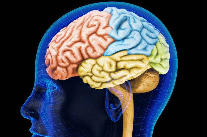 Un equipo de científicos ha desarrollado una nueva técnica que combina la tecnología de organoides y la genética para examinar los efectos que tienen las mutaciones múltiples en el cerebro humano, clave para identificar células vulnerables y redes genéticas vinculadas a los trastornos del espectro autista (TEA), según un estudio publicado este miércoles en "Nature".