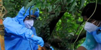 En India, se ha desatado un brote mortal del virus Nipah en las últimas semanas, cobrándose ya dos vidas y generando temores de que muchas más personas estén infectadas con esta enfermedad letal, que tiene una tasa de mortalidad de hasta el 75 %.