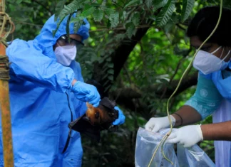 Virus Nipah otro brote mortal En India, se ha desatado un brote mortal del virus Nipah en las últimas semanas, cobrándose ya dos vidas y generando temores de que muchas más personas estén infectadas con esta enfermedad letal, que tiene una tasa de mortalidad de hasta el 75 %.