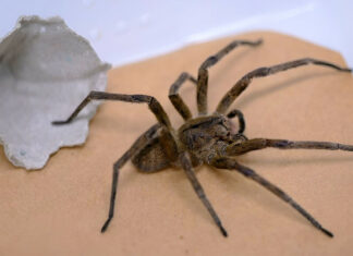 El veneno de la araña bananera de Brasil podría ayudar a tratar la disfunción eréctil