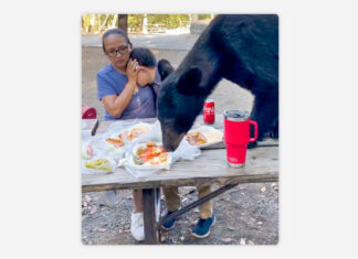Un oso arrasa con la comida de una familia que disfrutaba en un parque en México