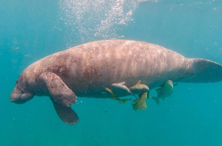 Fue encontrado sin vida la mañana de este viernes el manatí Pepe, quien estaba sumergido en una zona del mar no muy profunda por los alrededores del restaurante Captain Kidd, provincia La Romana.