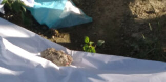 Personal del Dicrim de la Policía Nacional y del Ministerio Público realizan el levantamiento este miércoles 4 de octubre en el lugar donde fueron dejados los cuerpos de seis recién nacidos en el cementerio Cristo Salvador.