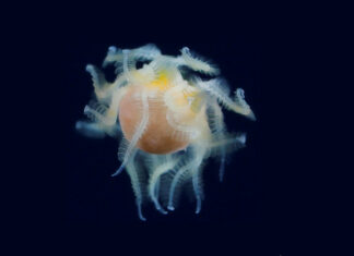 Identifican una inusual criatura avistada en el mar que sorprende con sus estrategias para parasitar