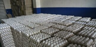 Los pequeños y medianos productores de huevos de La Vega y Moca protestaron la mañana de este lunes depositando miles de huevos podridos en el monumento al agricultor de Moca.