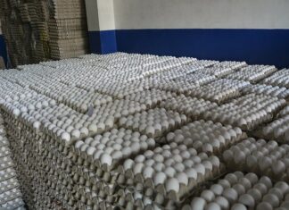 Los pequeños y medianos productores de huevos de La Vega y Moca protestaron la mañana de este lunes depositando miles de huevos podridos en el monumento al agricultor de Moca.