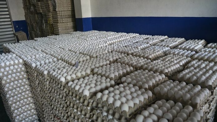 Los pequeños y medianos productores de huevos de La Vega y Moca protestaron la mañana de este lunes depositando miles de huevos podridos en el monumento al agricultor de Moca.