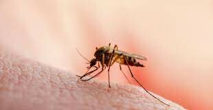 Los centros de salud públicos y privados continúan teniendo una sobredemanda de pacientes con síntomas de dengue, lo que mantiene a las familias preocupadas acudiendo de un establecimiento a otro en busca de espacio para la hospitalización, aseguró ayer la presidenta de la Sociedad Dominicana de Infectología, quien pide arreciar la respuesta del país frente a esa enfermedad.