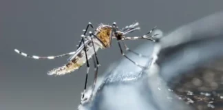 Tras una reunión de más de una hora en el Palacio Nacional, encabezada por el presidente Luis Abinader, el gobierno anunció que a partir de mañana se comenzarán a implementar varias medidas para combatir el brote de dengue que azota al país.