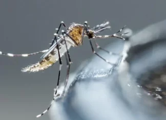 Tras una reunión de más de una hora en el Palacio Nacional, encabezada por el presidente Luis Abinader, el gobierno anunció que a partir de mañana se comenzarán a implementar varias medidas para combatir el brote de dengue que azota al país.