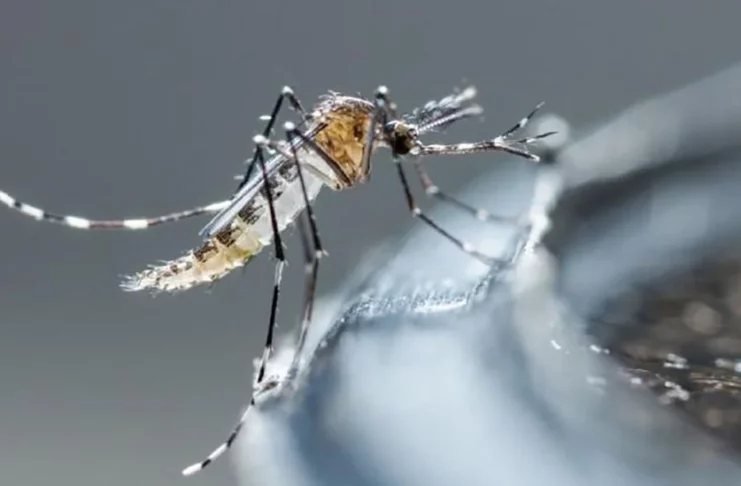 Tras una reunión de más de una hora en el Palacio Nacional, encabezada por el presidente Luis Abinader, el gobierno anunció que a partir de mañana se comenzarán a implementar varias medidas para combatir el brote de dengue que azota al país.