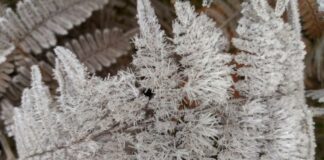 La temperatura descendió bajo Cero la mañana de este jueves en Valle Nuevo, Constanza, por las causas de la masa de aire polar que incide en República Dominicana a partir hace 2 días.